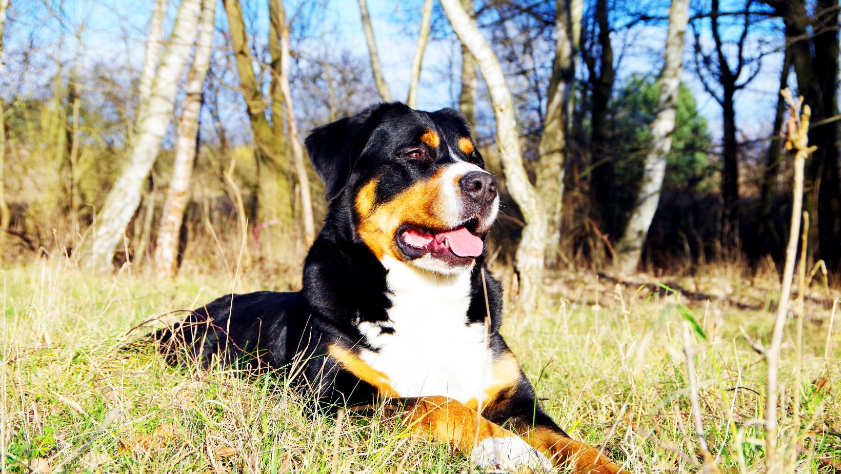 16 Dogs Breeds That Look Like Rottweilers - Oxford Pets