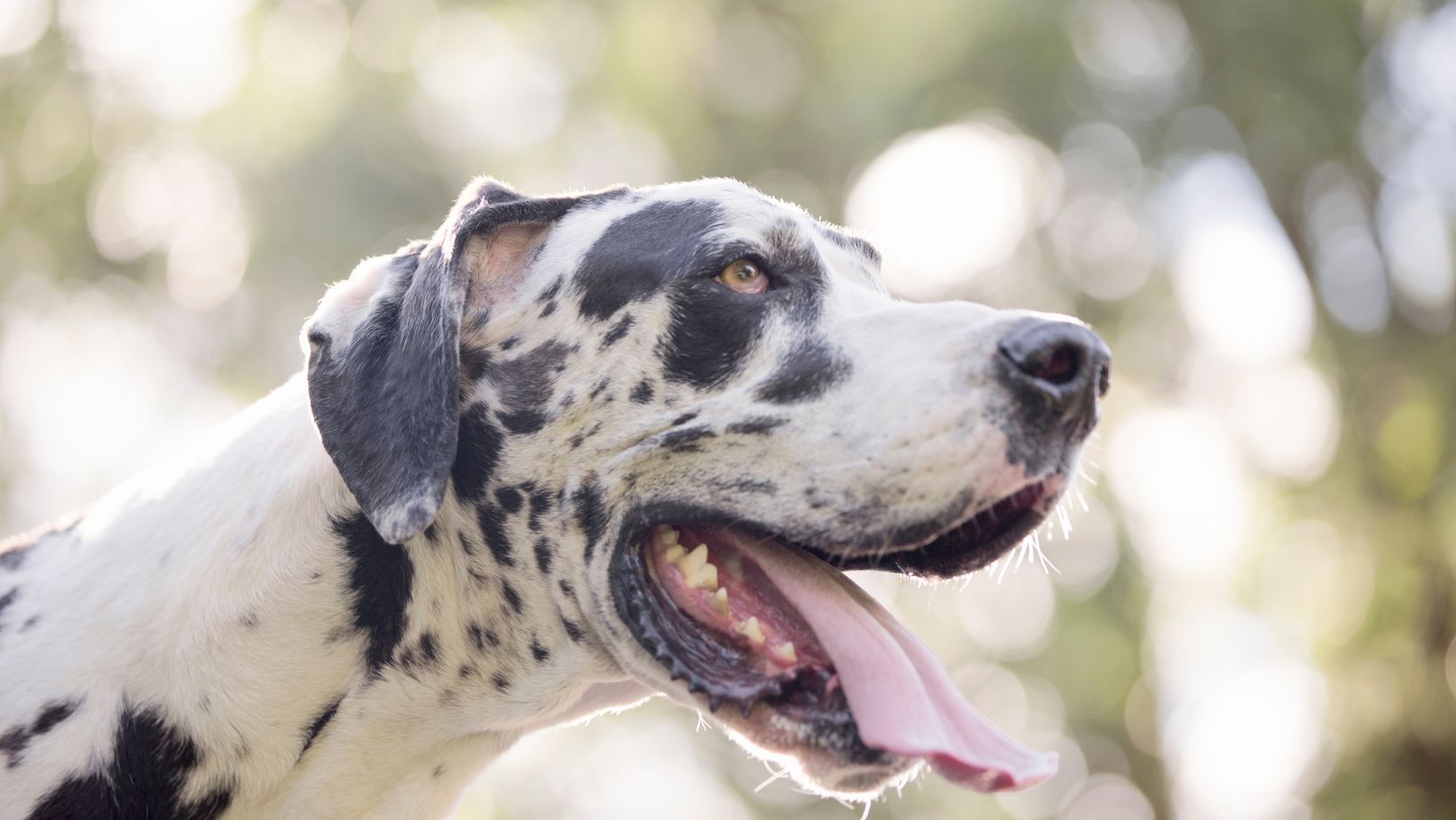 18 Dog Breeds With Pink Noses - Oxford Pets