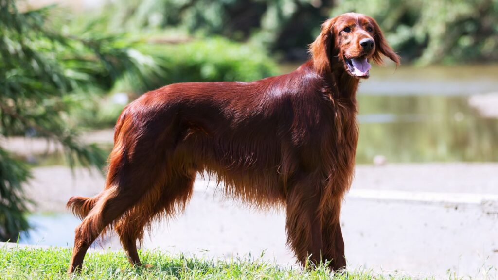 Irish Setter