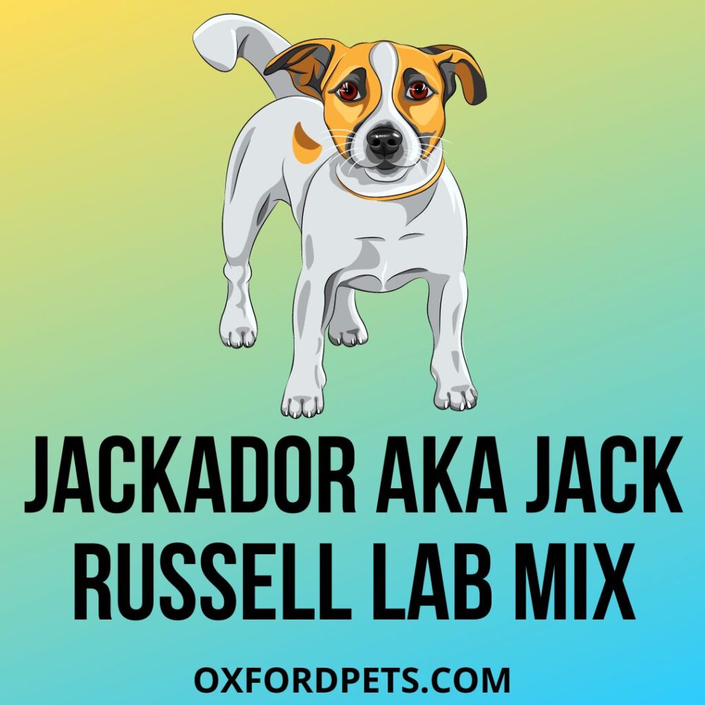 Jackador Aka Jack Russell Lab Mix