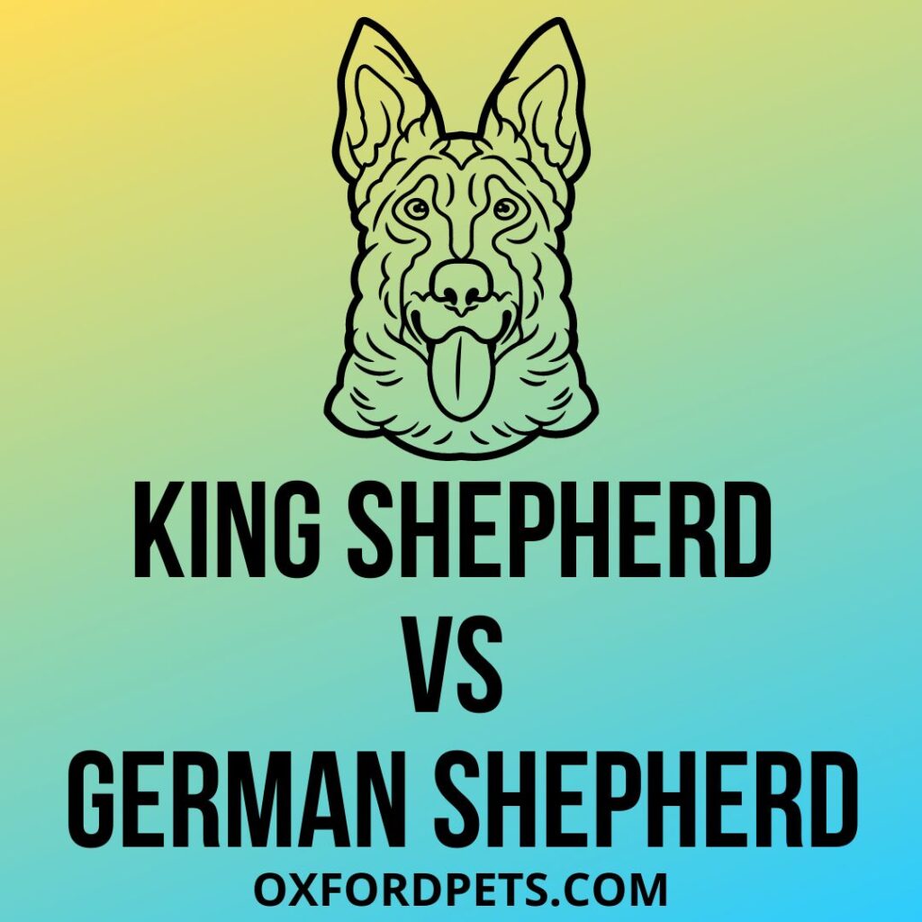 King Shepherd vs German Shepherd: Differences
