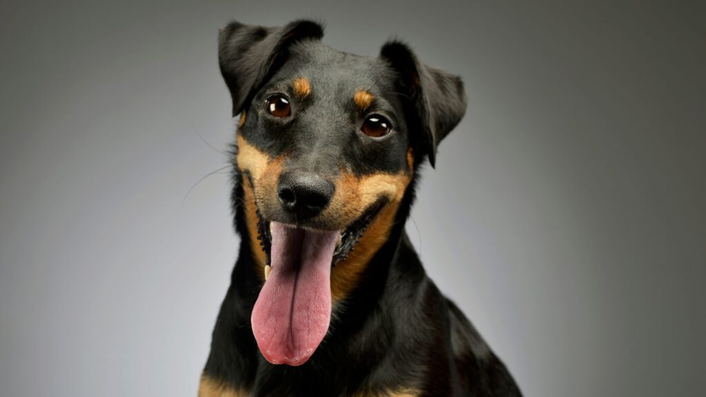 Manchester Terrier