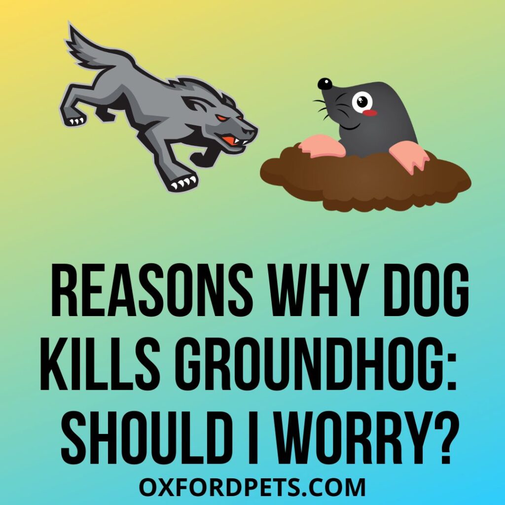 My Dog Killed A Groundhog Should I Be Worried?