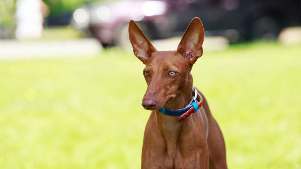 Pharaoh Hound