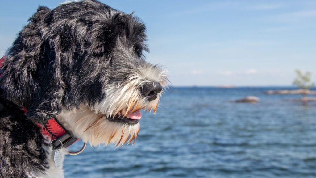 Portuguese Water Dog