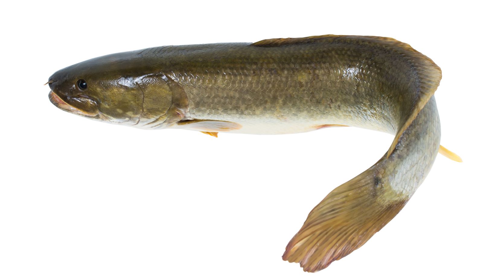 Sharks In Scotland – What You Need To Know - Oxford Pets