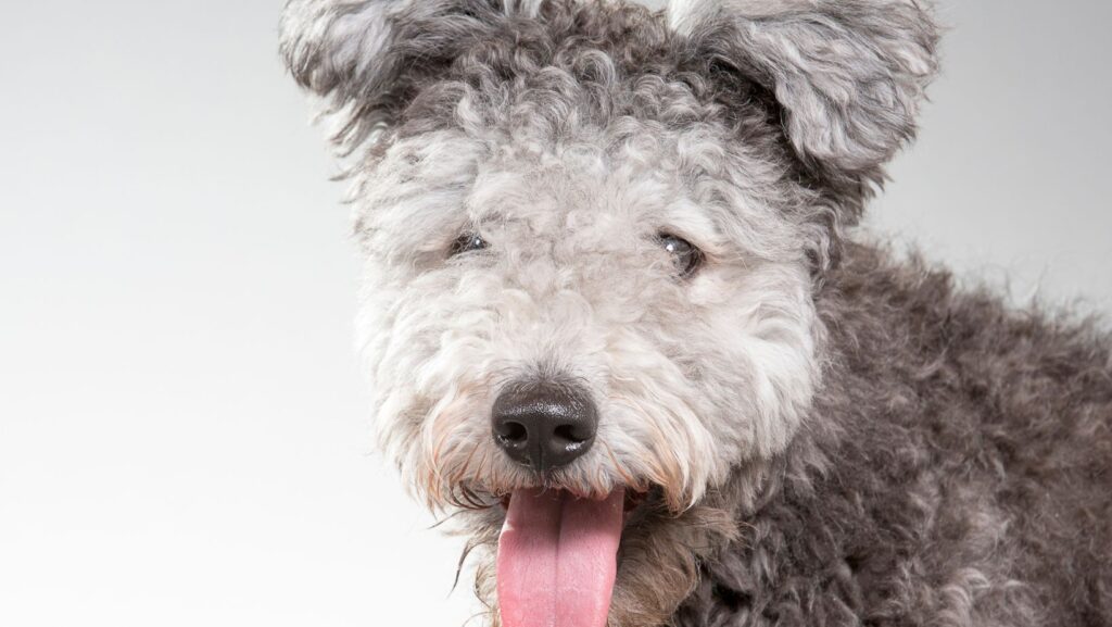 Pumi