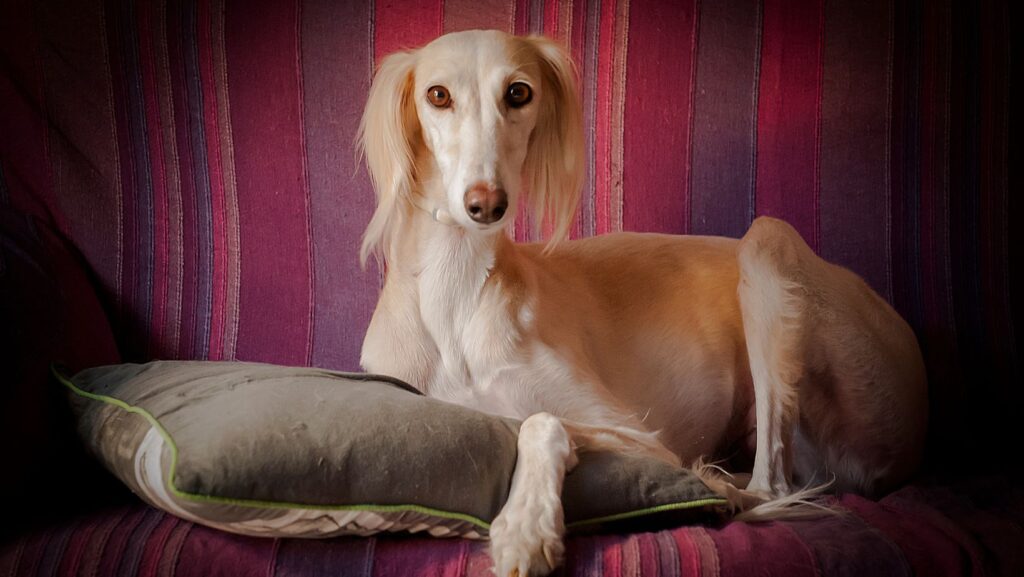 Saluki