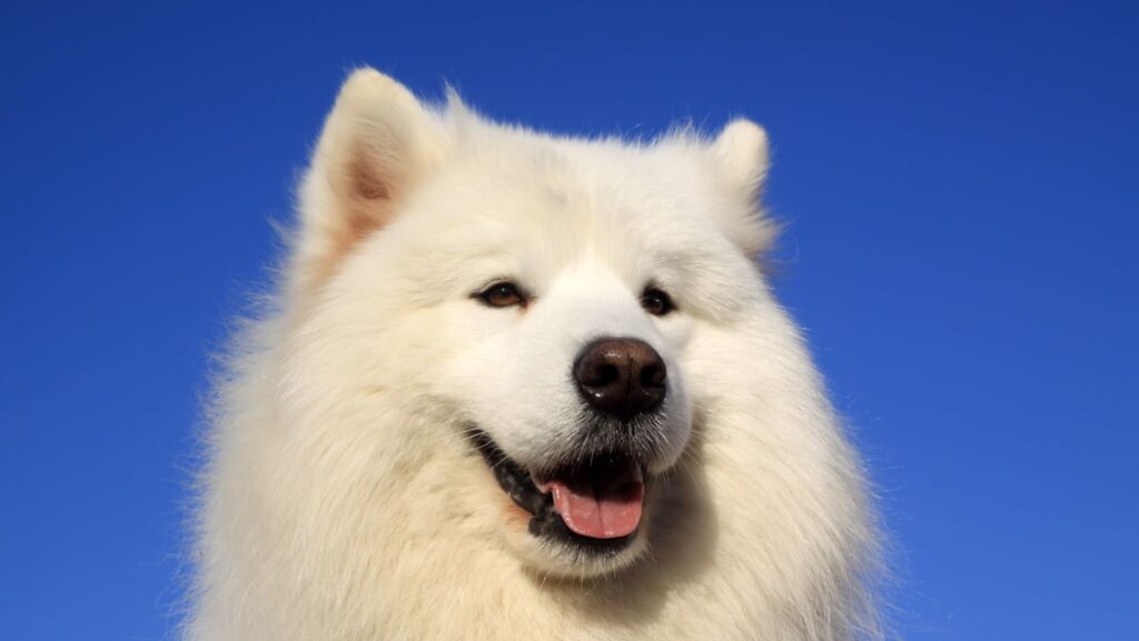 Samoyed