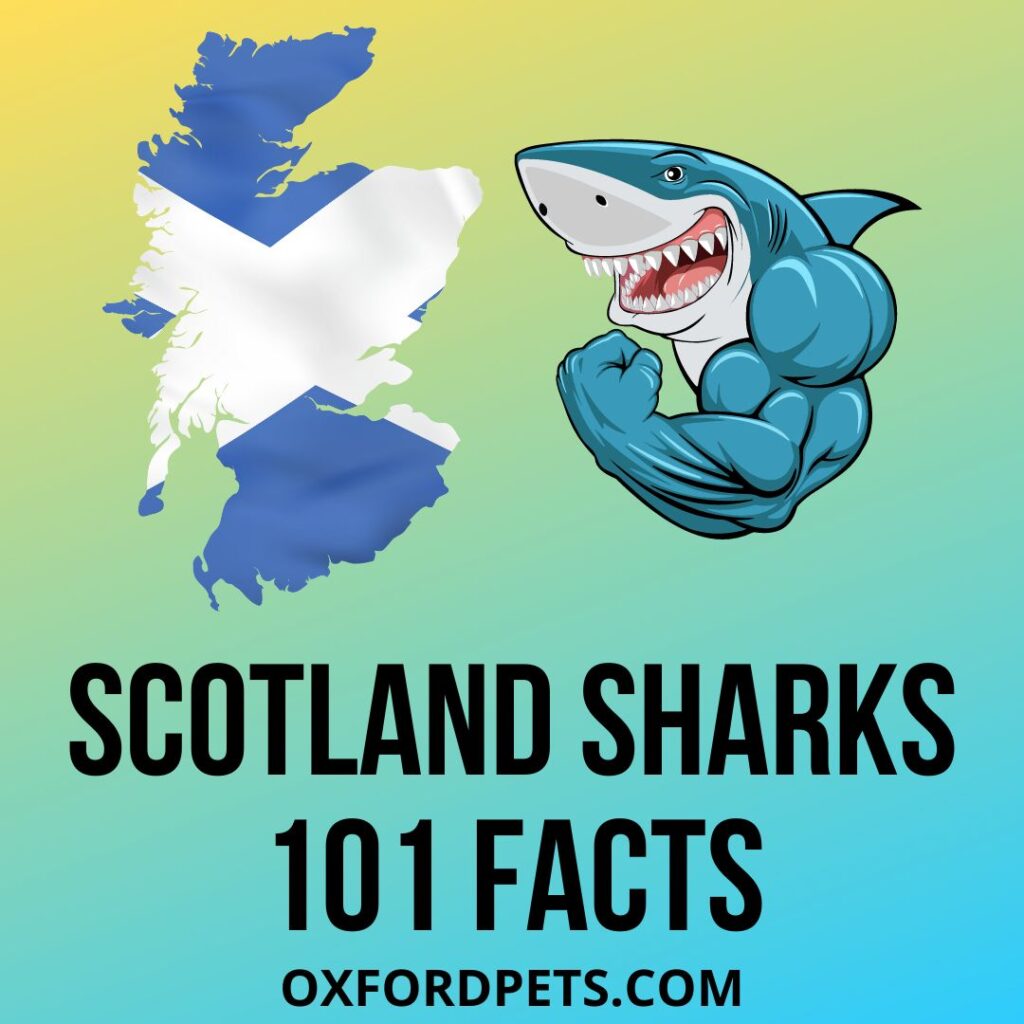 Sharks In Scotland – What You Need To Know