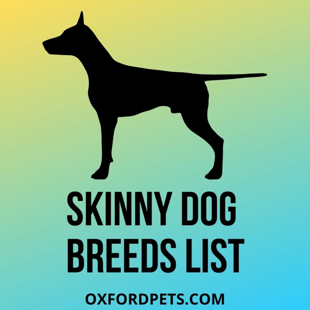 Skinny Dog Breeds