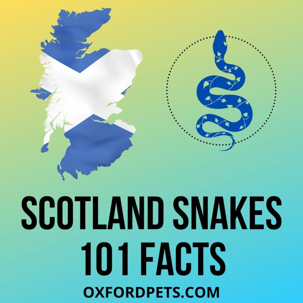 Snakes in Scotland