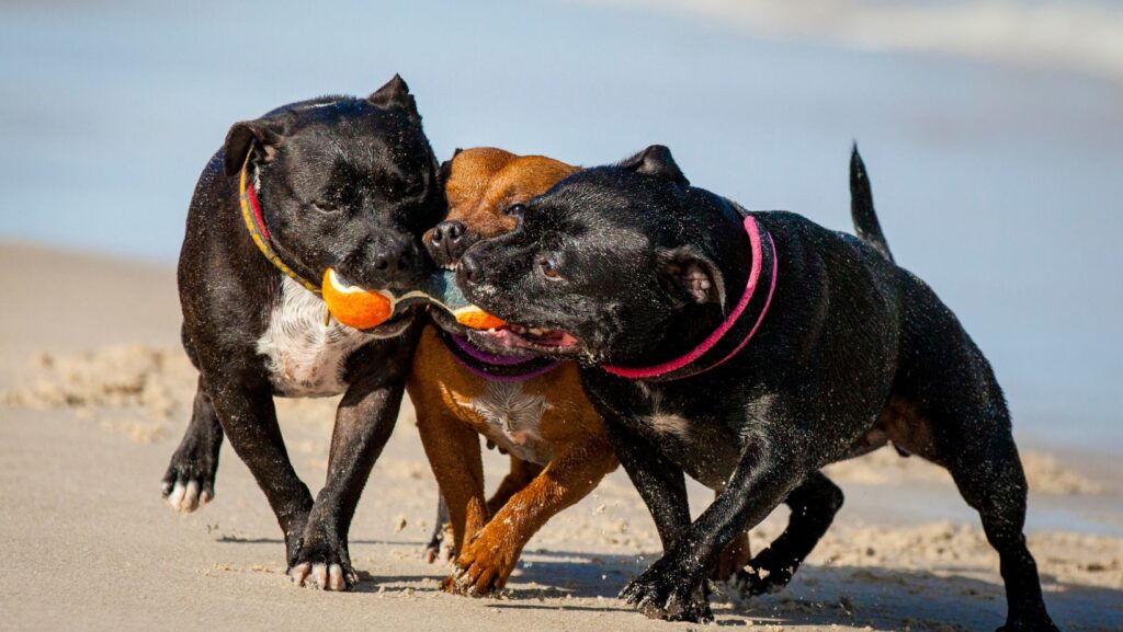  Staffordshire Bull Terrier