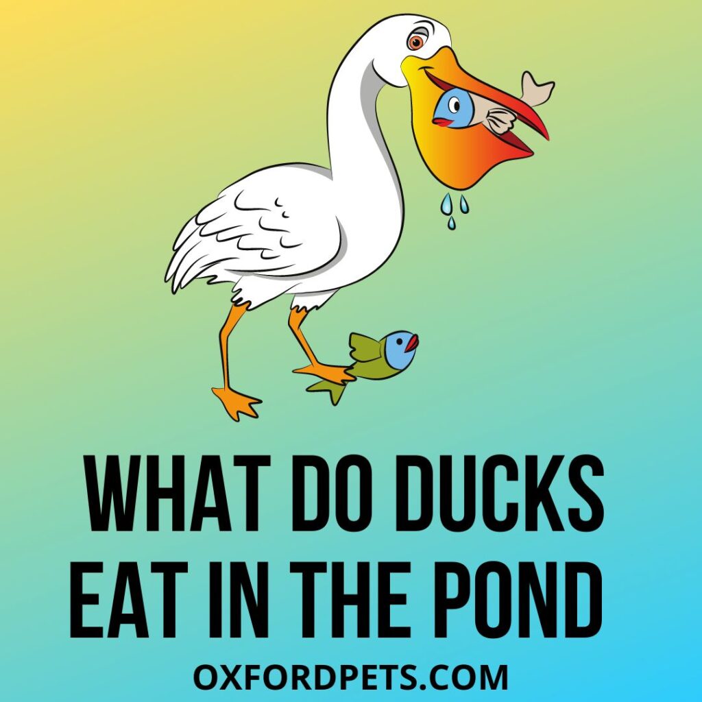 What Do Ducks Eat In The Pond