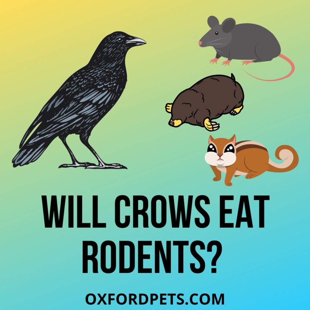 Will Crows Eat Rodents? [Rats, Mice, Moles & More]