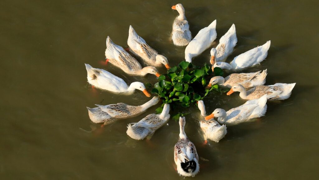 What Is Best To Feed Ducks At The Pond?