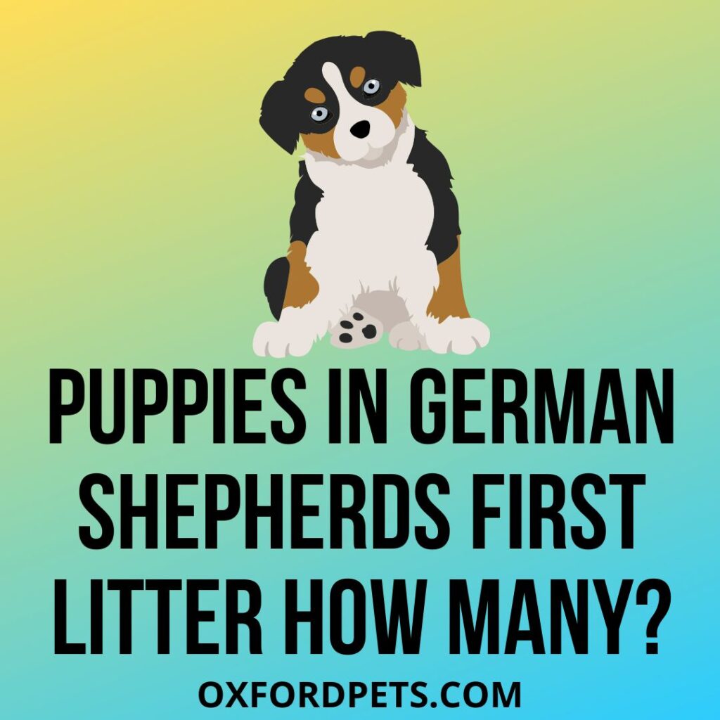 How Many Puppies Do German Shepherds Have In Their First Litter?