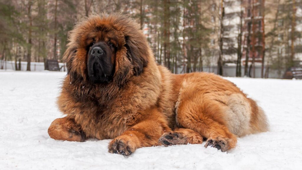 Tibetan Mastiff