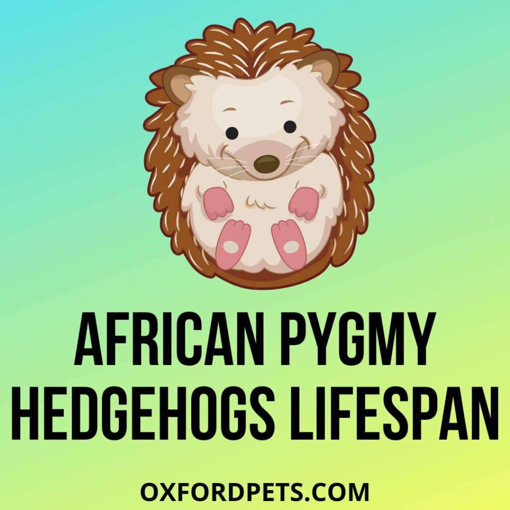 African Pygmy Hedgehogs Lifespan