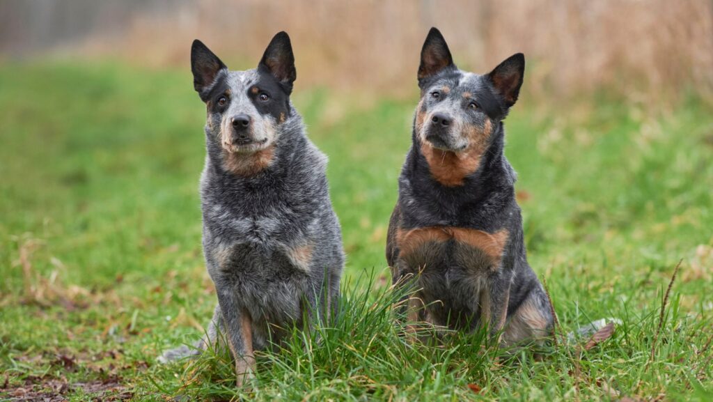 Australian Cattle Dog