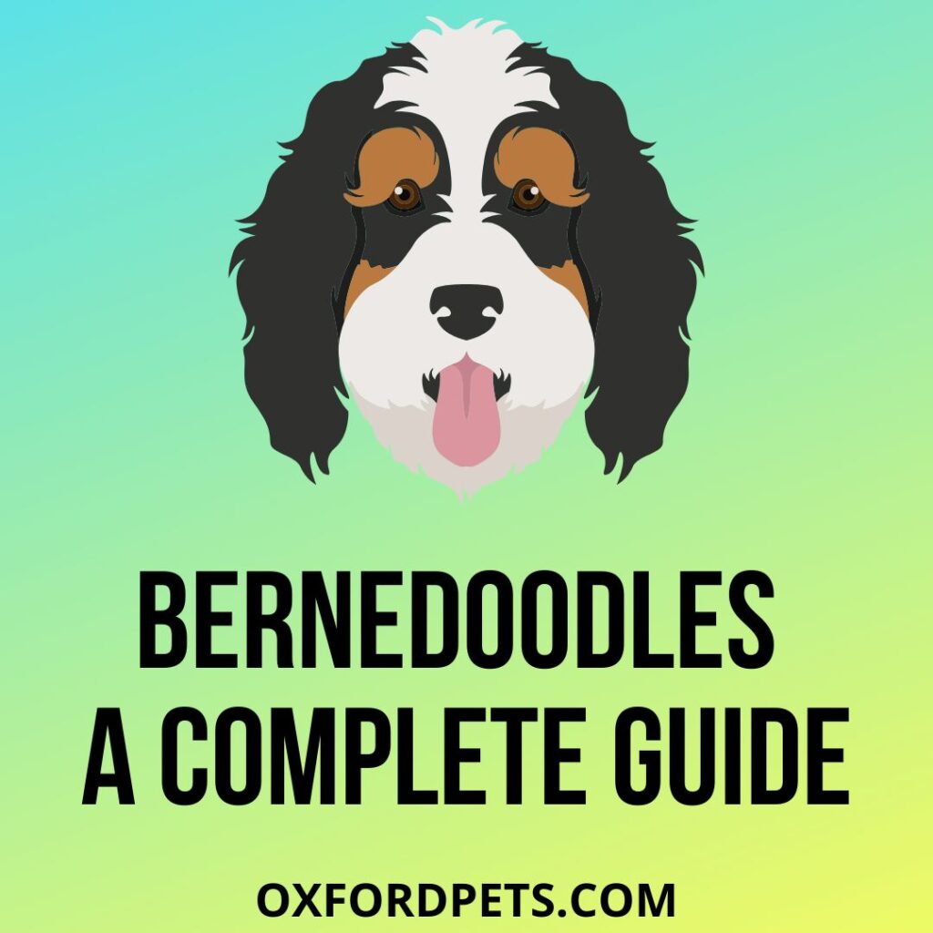 Bernedoodle Breed Guide