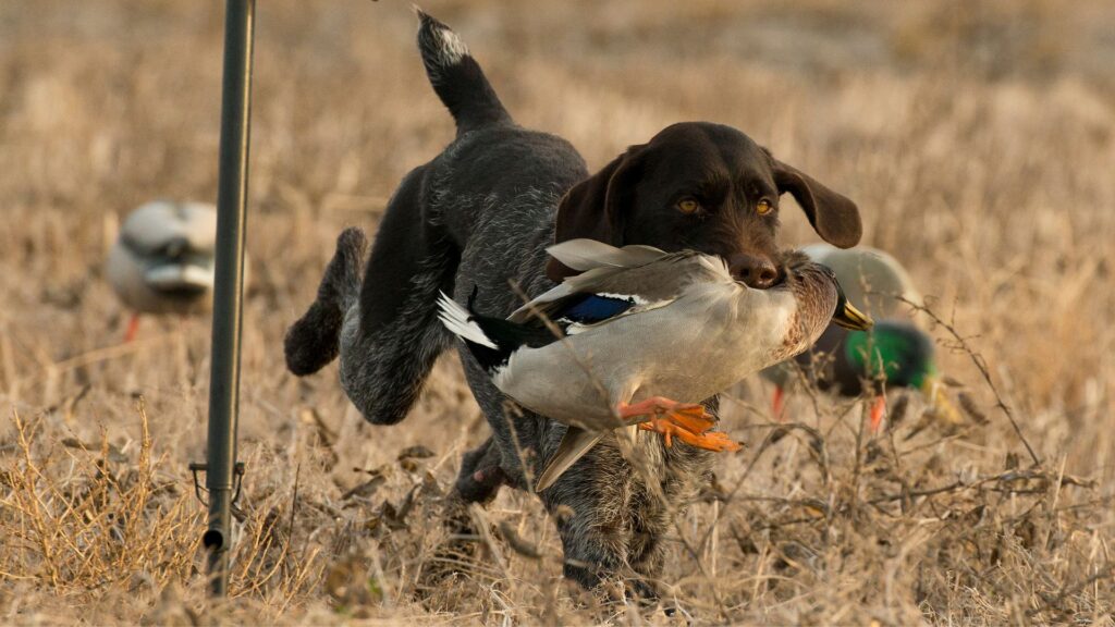 Black Labrador Hunting Duck 