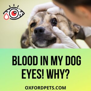 Blood in dogs eyes: Blood shot eyes