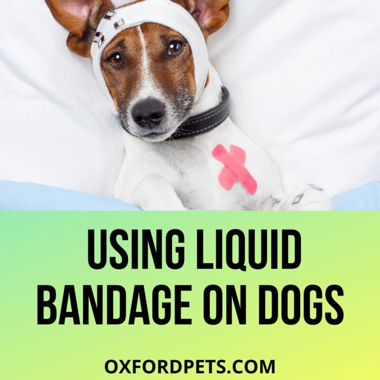 Can You Use Liquid Bandage On Dogs? 101 Usage Guidelines Oxford Pets