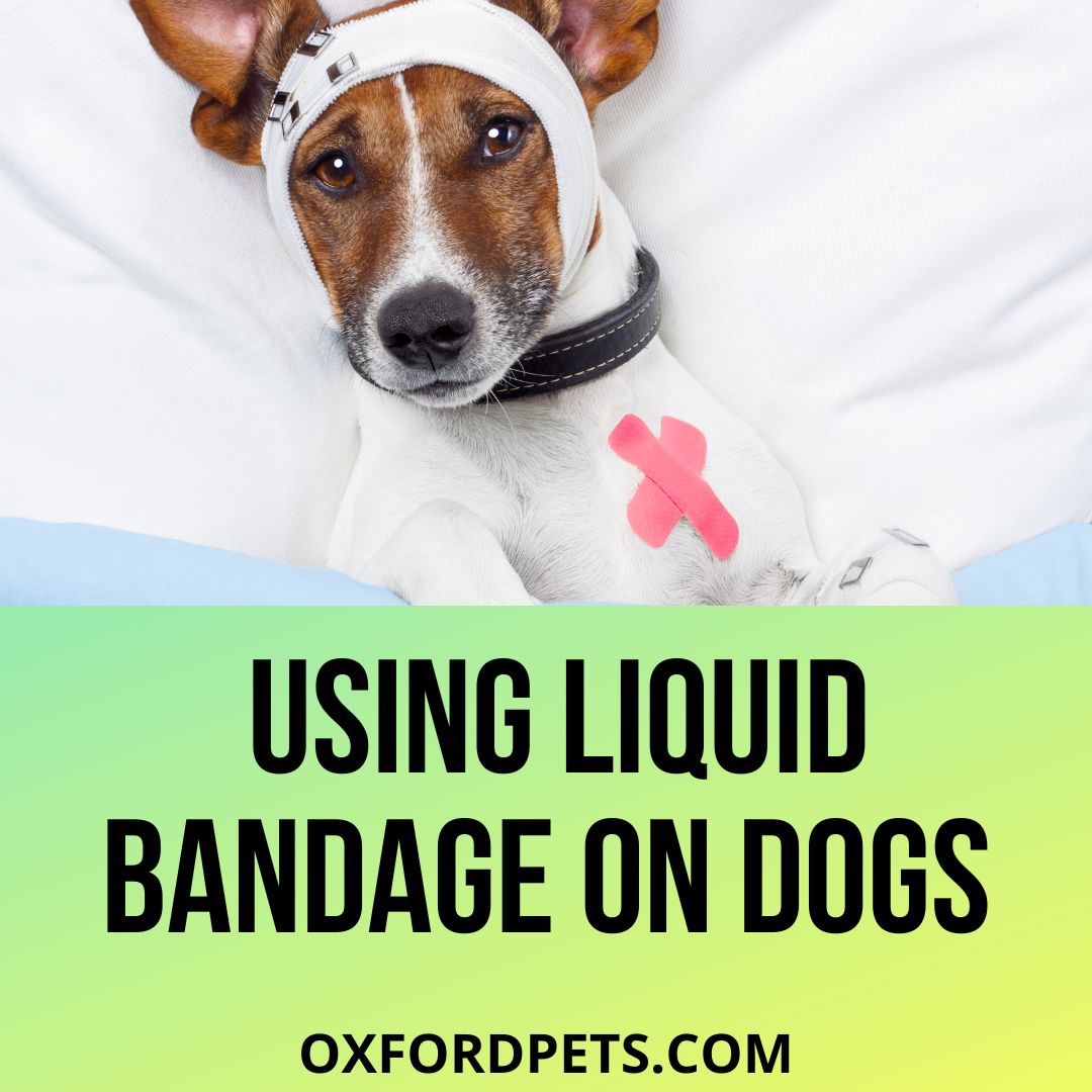 can i use liquid bandage on my dog