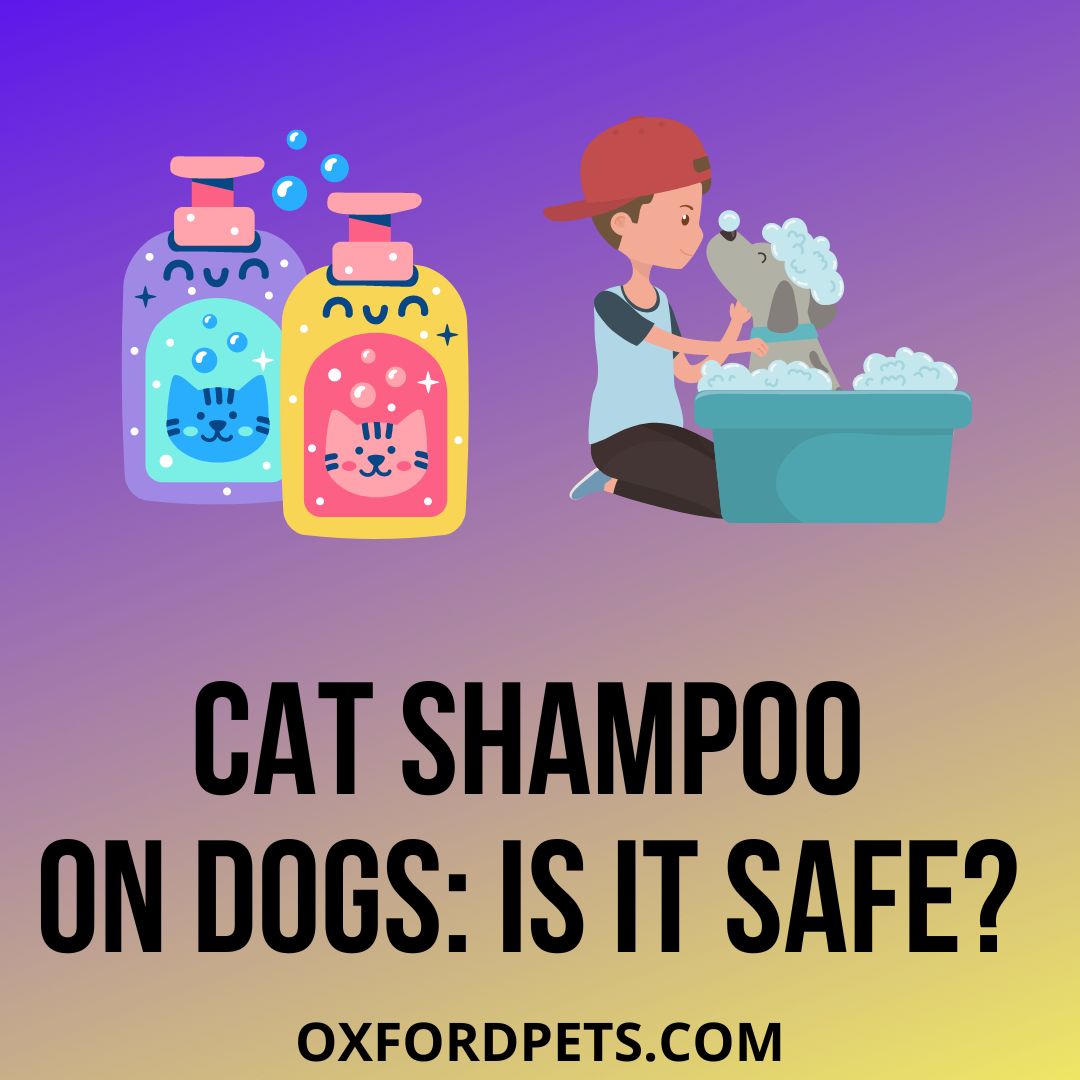 Is Cat Shampoo Safe For Dogs