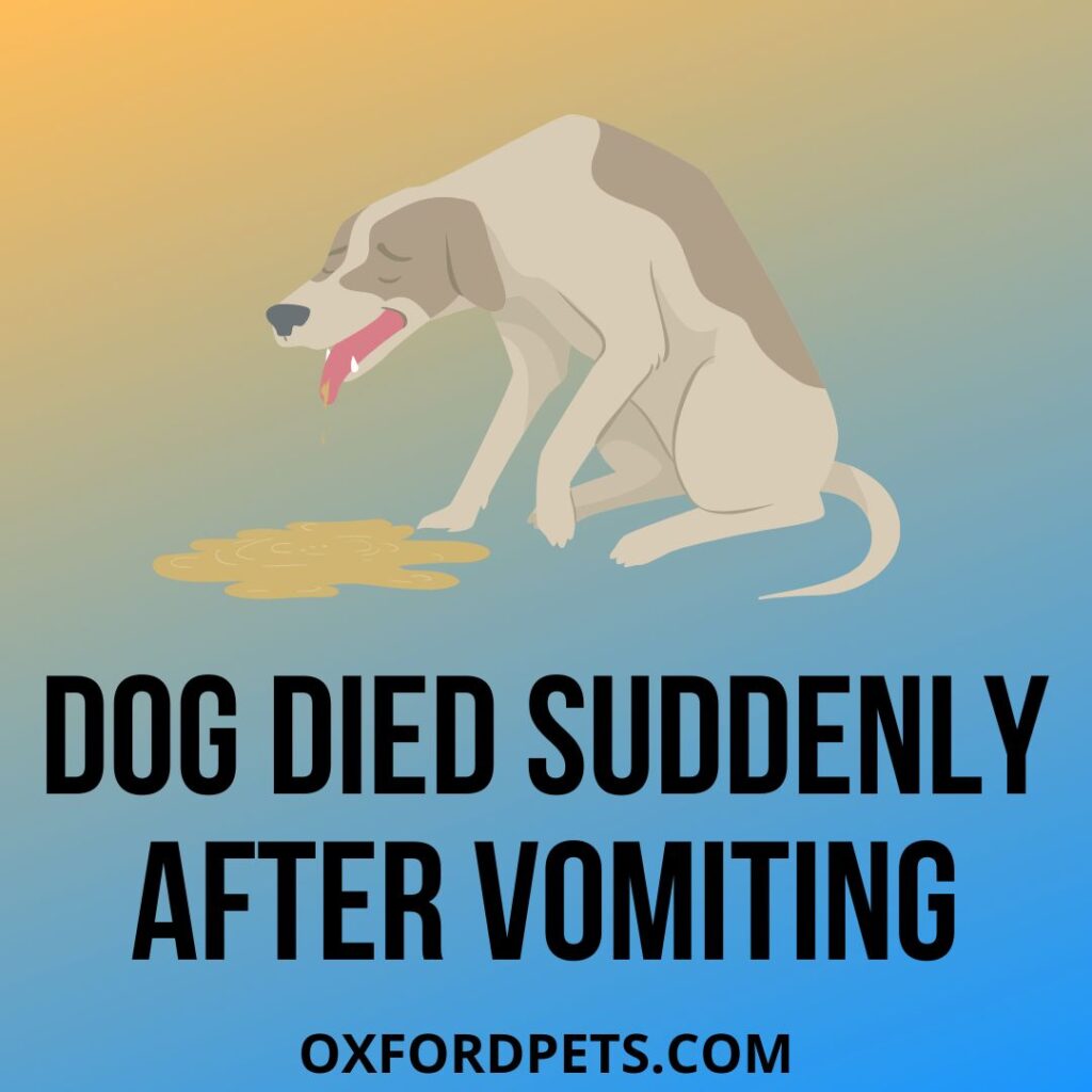 Dog Died Suddenly After Vomiting