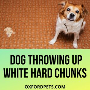 Dog Throwing Up White Hard Chunks