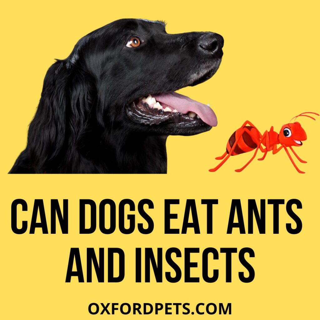 Can Dogs Eat Ants And Insects: Are They Safe? - Oxford Pets