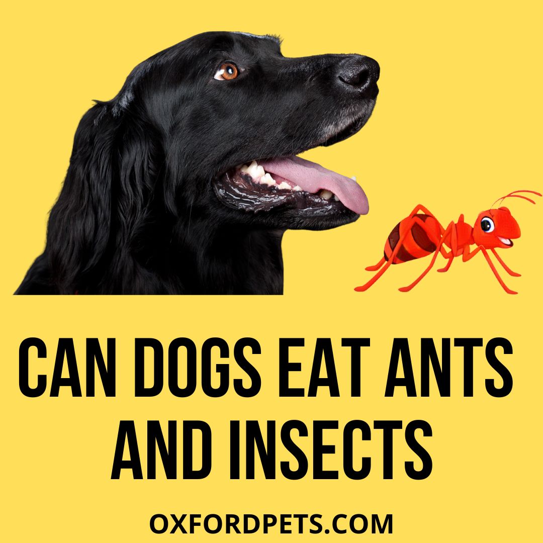 can dogs eat ants