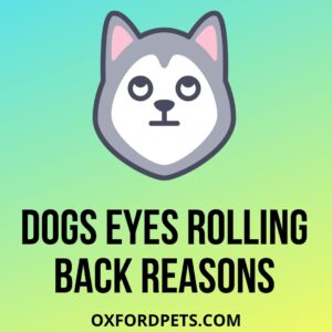 Dogs Eyes Rolling Back Meaning and 10 Valid Reasons