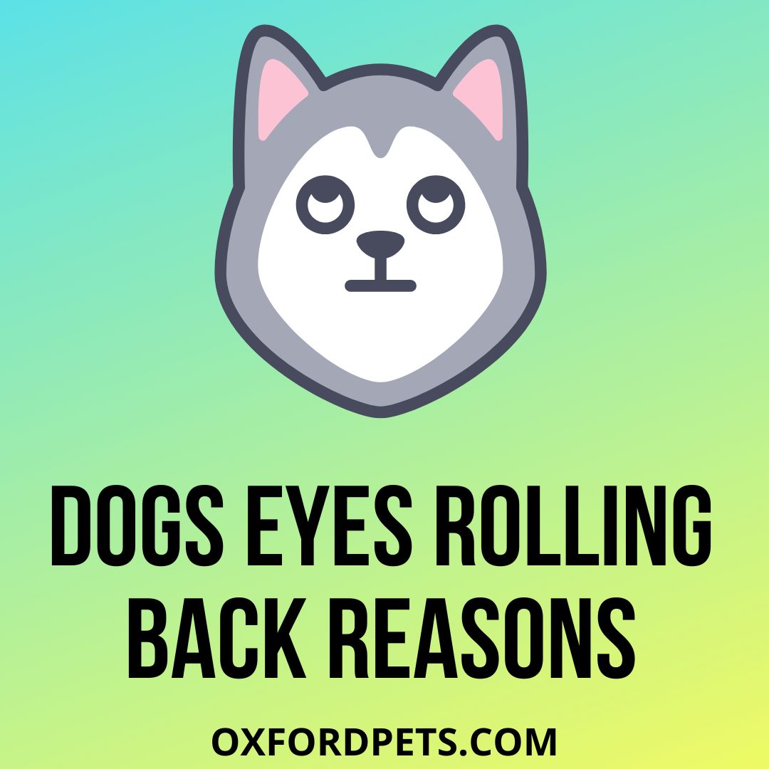 Dogs Eyes Rolling Back Meaning and 10 Valid Reasons - Oxford Pets
