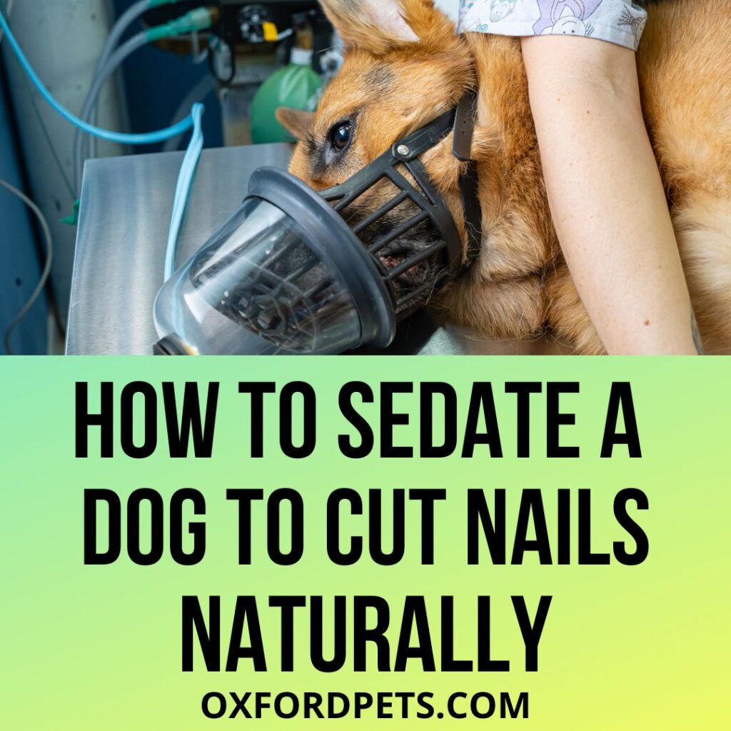 How To Sedate A Dog To Cut Their Nails Naturally