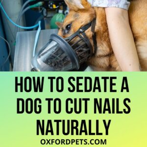 How To Sedate A Dog To Cut Their Nails Naturally