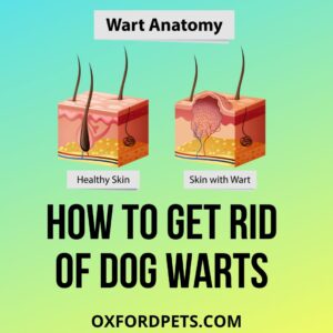 How to Get Rid of Dog Warts At Home Naturally