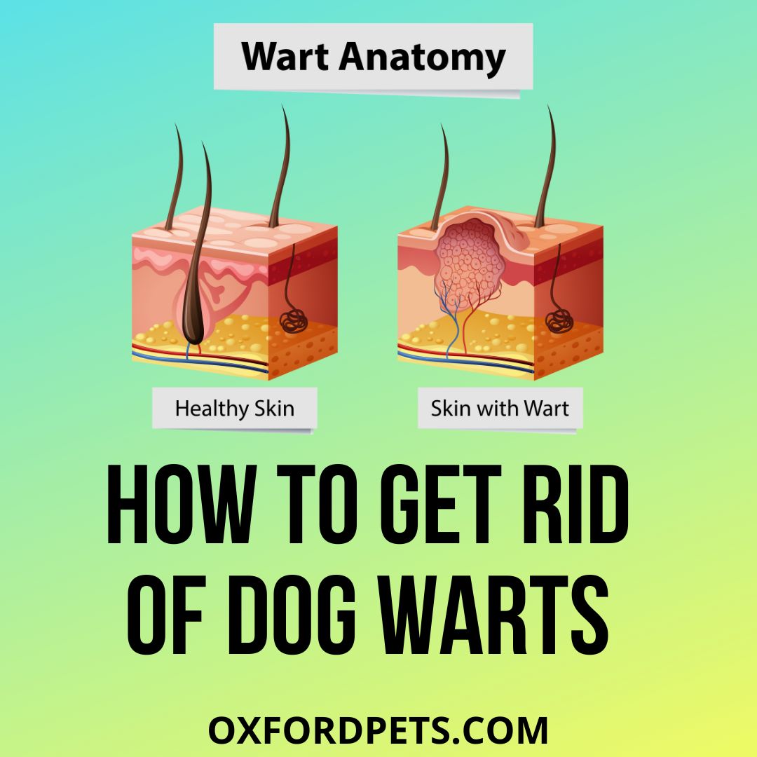 how to put apple cider vinegar on dog wart