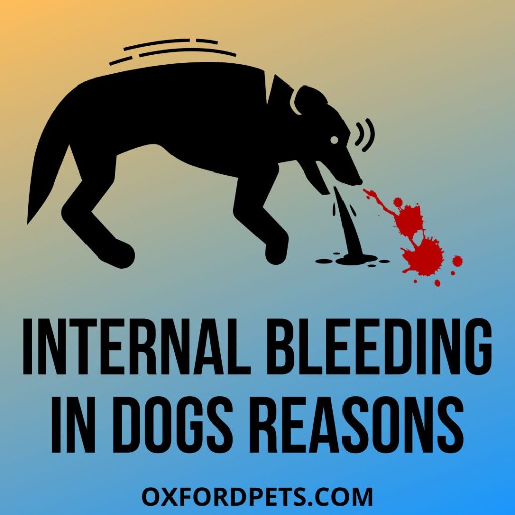 signs of internal trauma in dogs