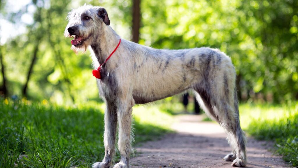 Irish Wolfhound