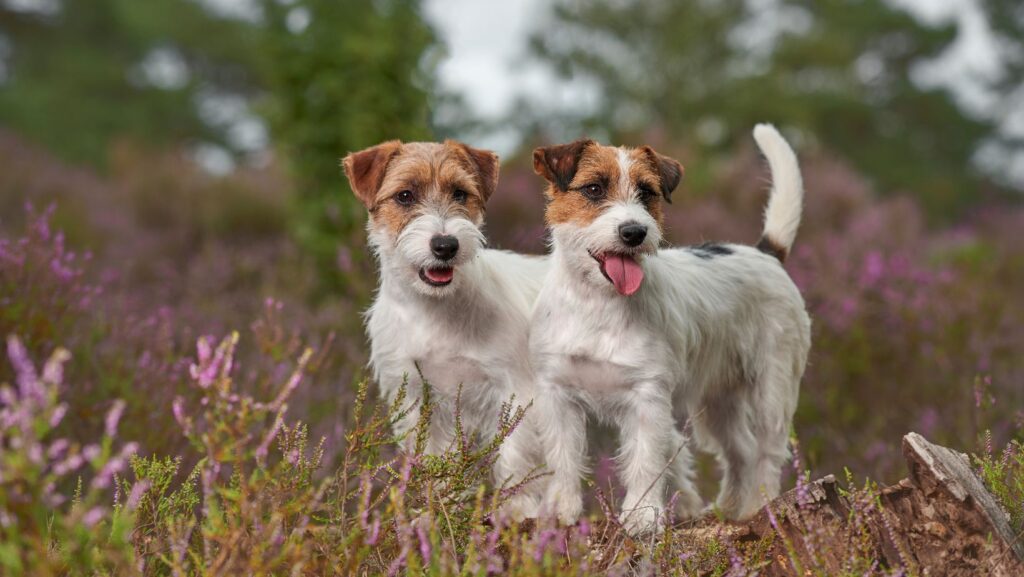 Jack Russell Terrier