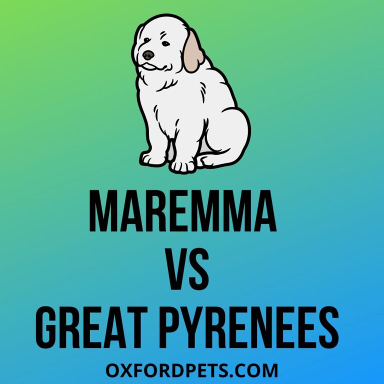 Maremma Sheepdog Vs Great Pyrenees 101 Comparison Oxford Pets