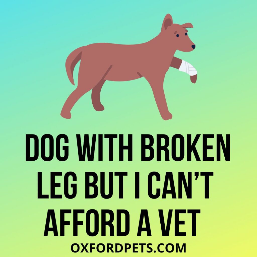 My Dog Has A Broken Leg But I Can’t Afford A Vet