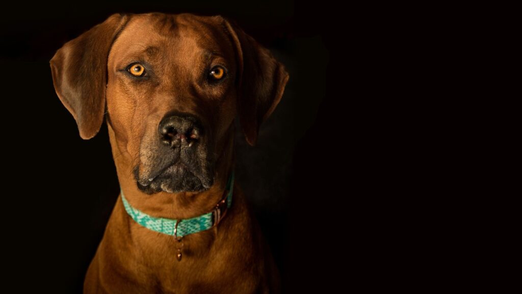 Rhodesian Ridgeback