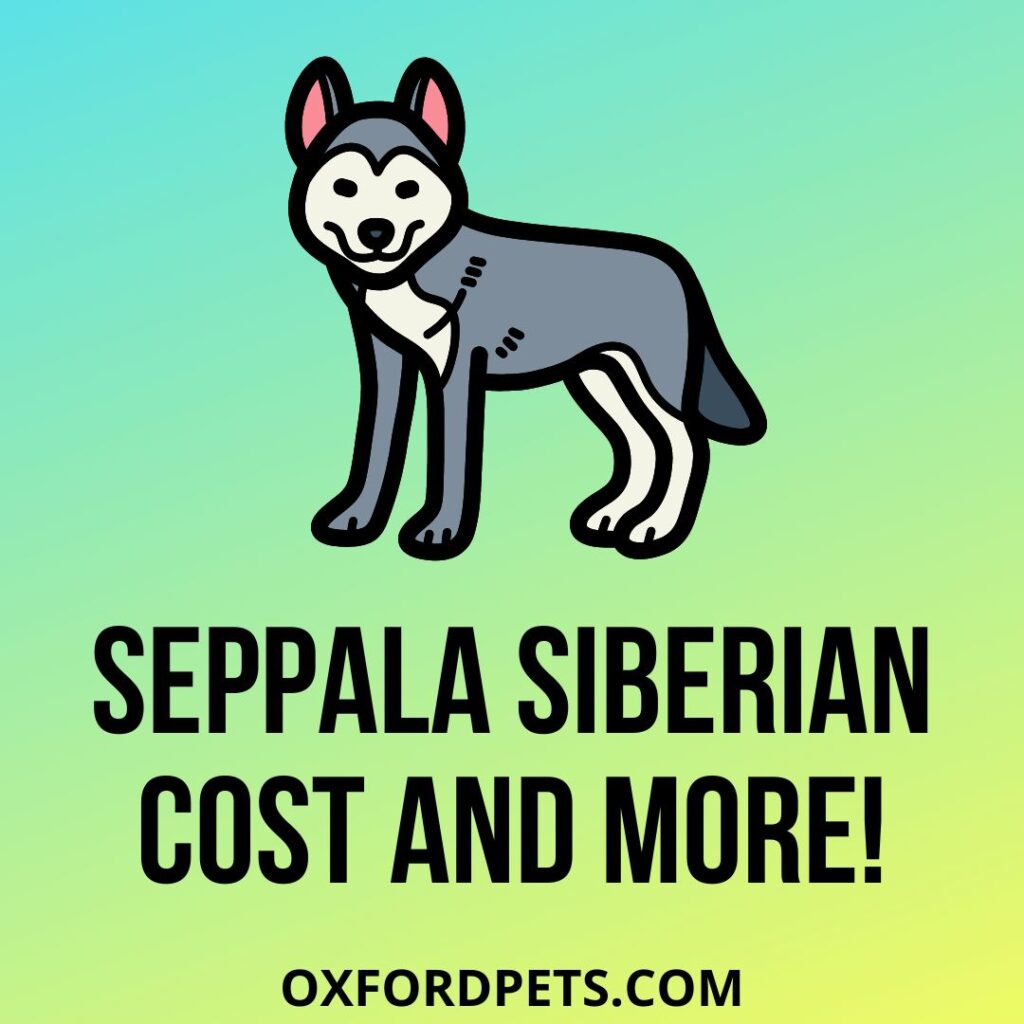 Seppala Siberian Cost