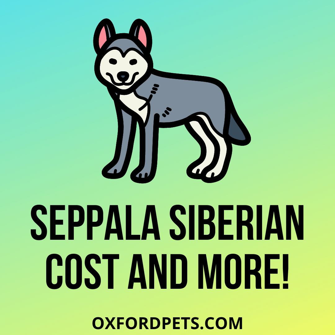 are seppala siberian sleddogs easy to train