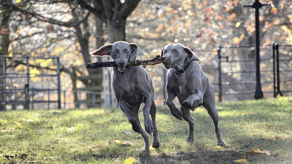 Weimaraner