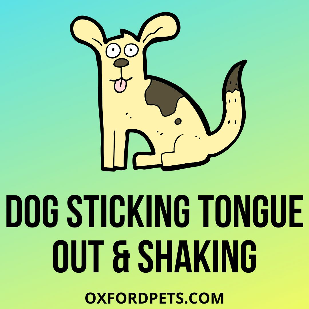 why-is-my-dog-sticking-tongue-out-and-shaking-oxford-pets